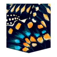 a blue and orange butterfly on a black background